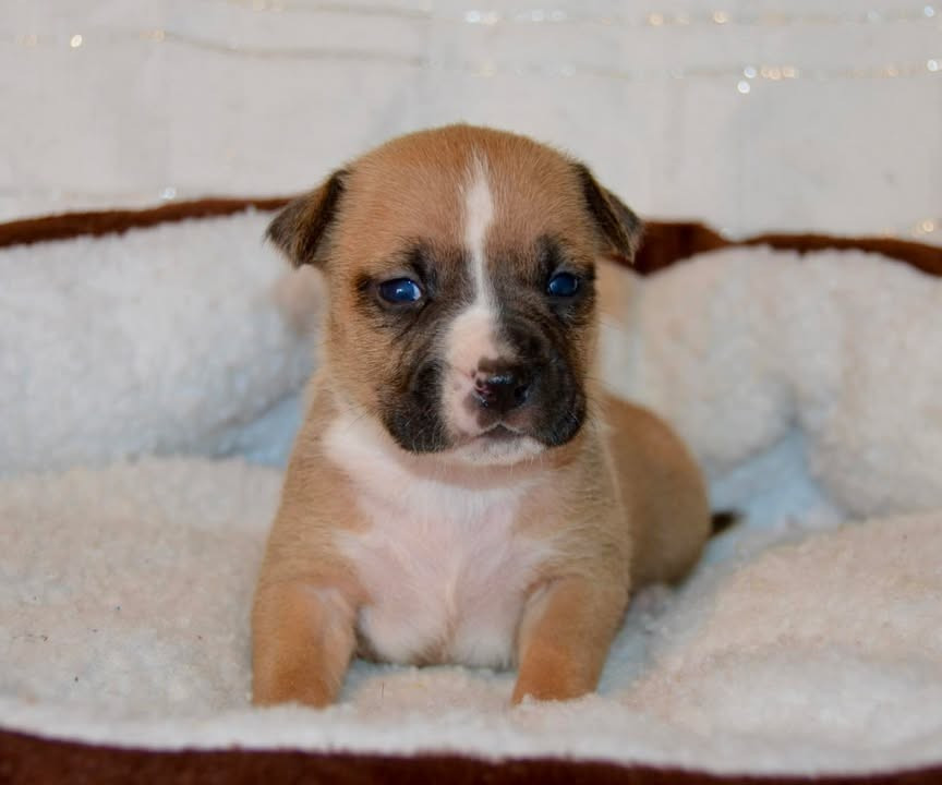 Dreams Maker's - Chiots disponibles - American Staffordshire Terrier