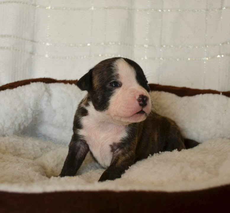 Dreams Maker's - Chiots disponibles - American Staffordshire Terrier