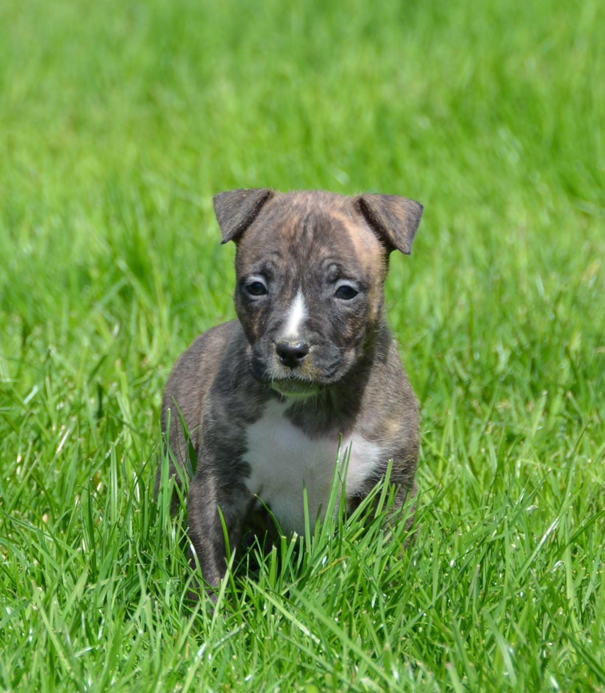 Dreams Maker's - Chiots disponibles - American Staffordshire Terrier