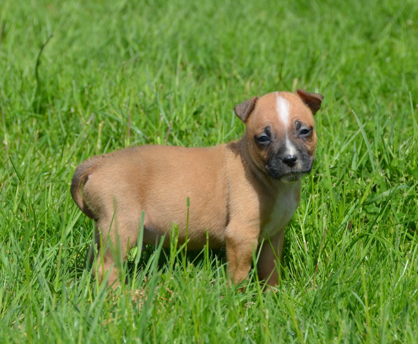 Dreams Maker's - Chiots disponibles - American Staffordshire Terrier