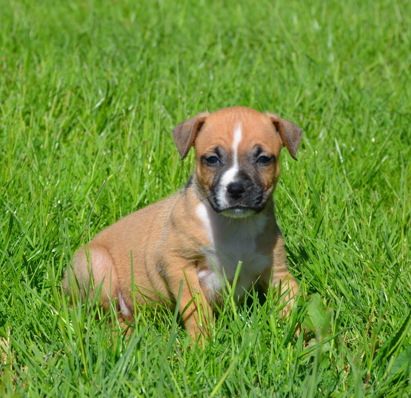 Dreams Maker's - Chiots disponibles - American Staffordshire Terrier