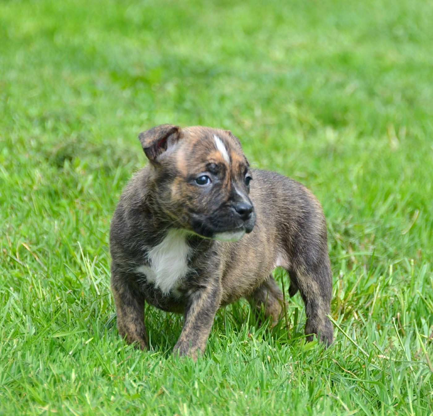Dreams Maker's - Chiots disponibles - American Staffordshire Terrier