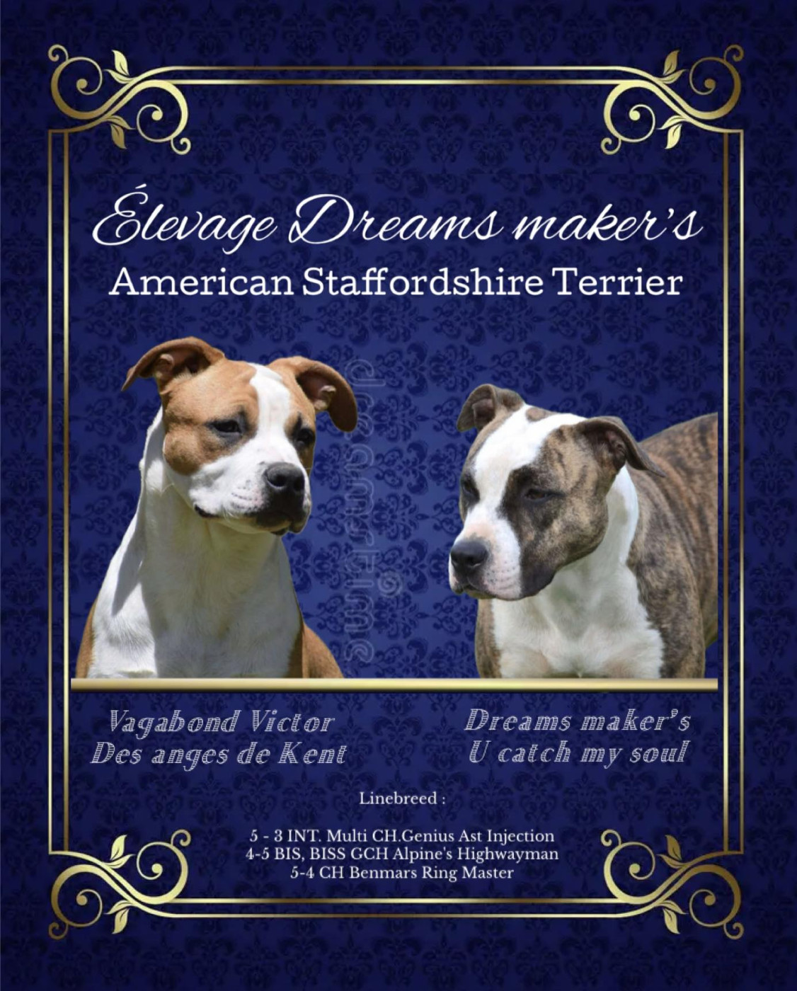 Chiot American Staffordshire Terrier Dreams Maker's