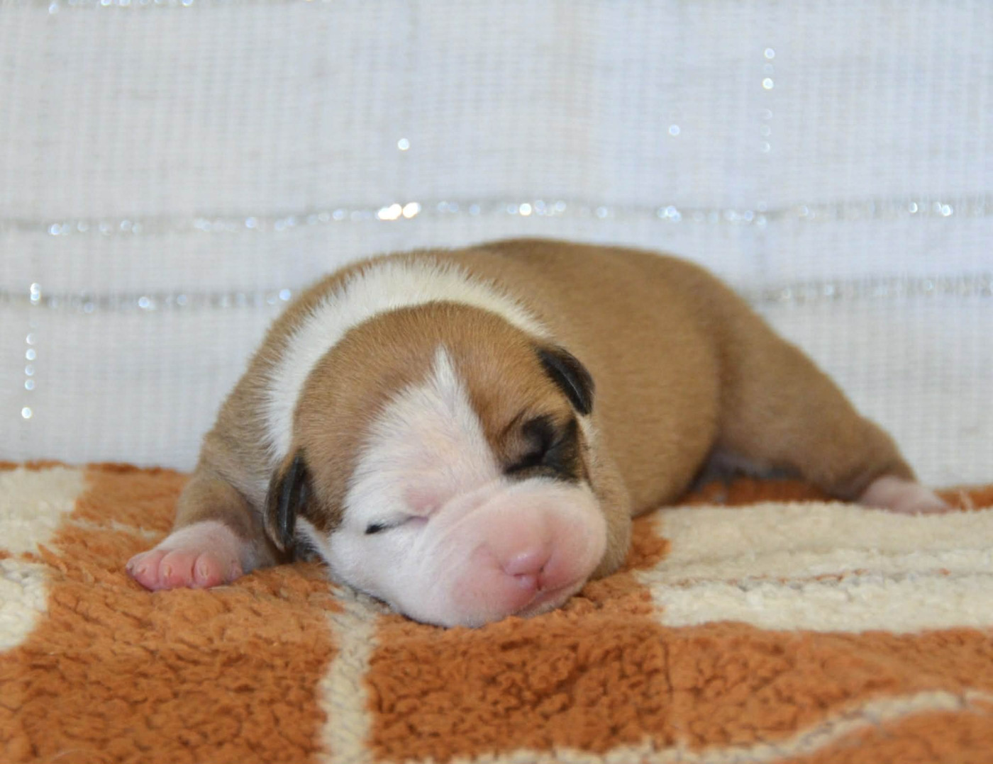 Dreams Maker's - Chiots disponibles - American Staffordshire Terrier