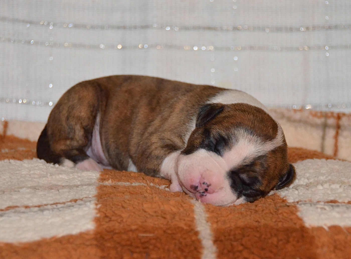 Dreams Maker's - Chiots disponibles - American Staffordshire Terrier
