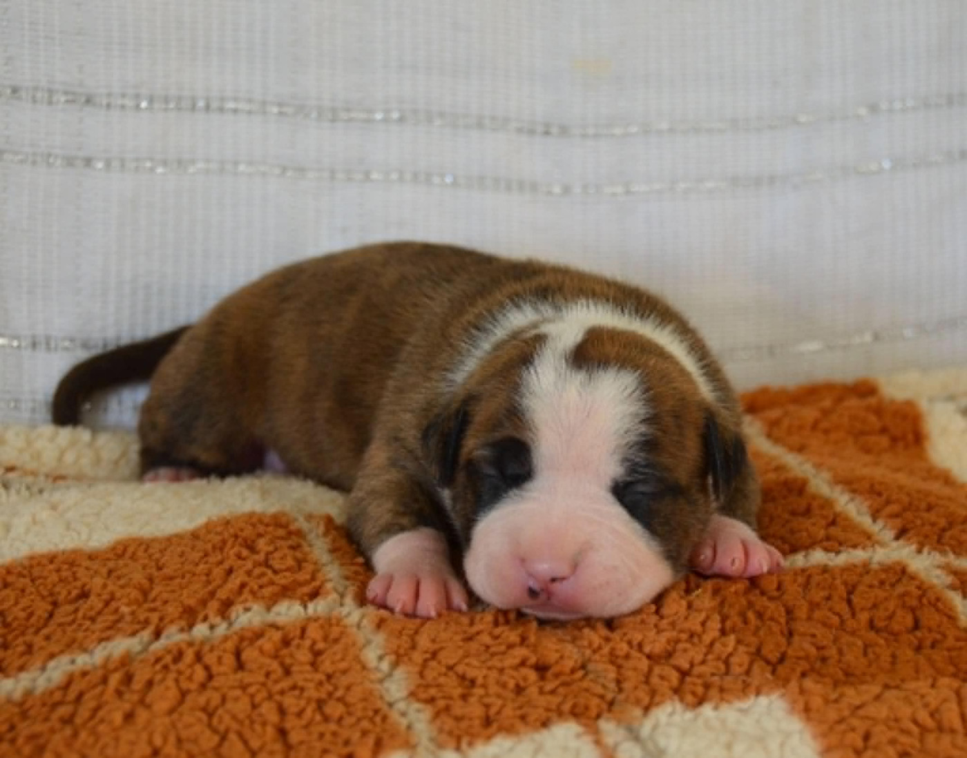 Dreams Maker's - Chiots disponibles - American Staffordshire Terrier