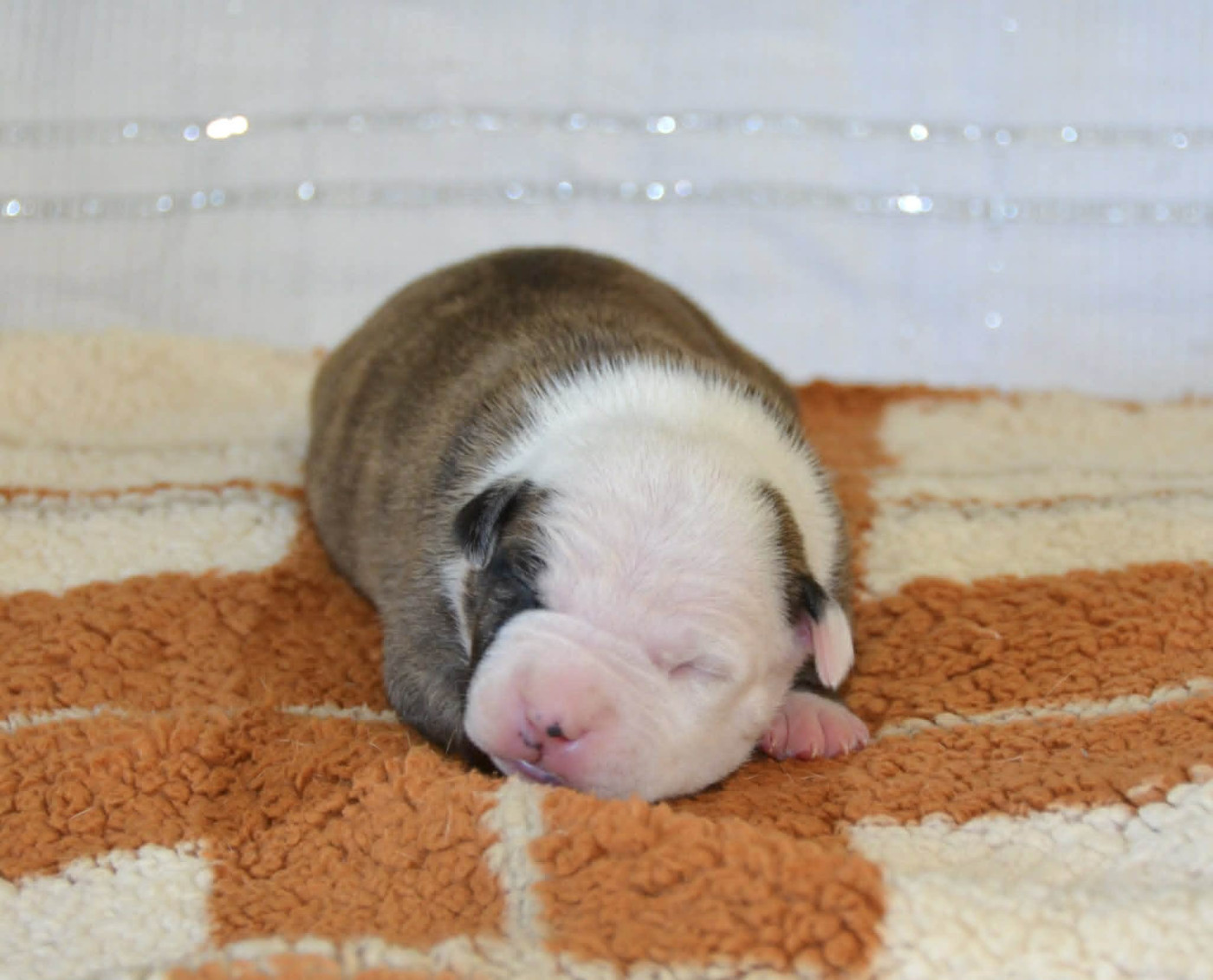 Dreams Maker's - Chiots disponibles - American Staffordshire Terrier