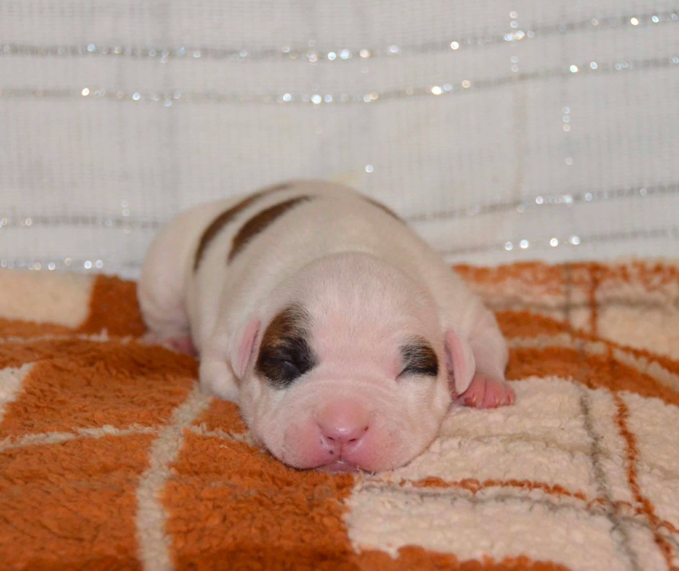 Dreams Maker's - Chiots disponibles - American Staffordshire Terrier
