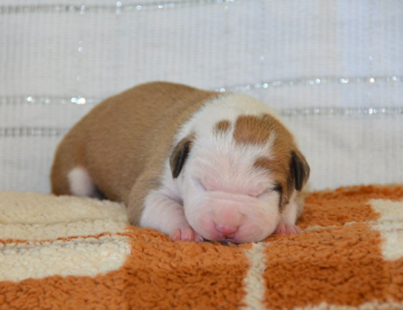 Dreams Maker's - Chiots disponibles - American Staffordshire Terrier