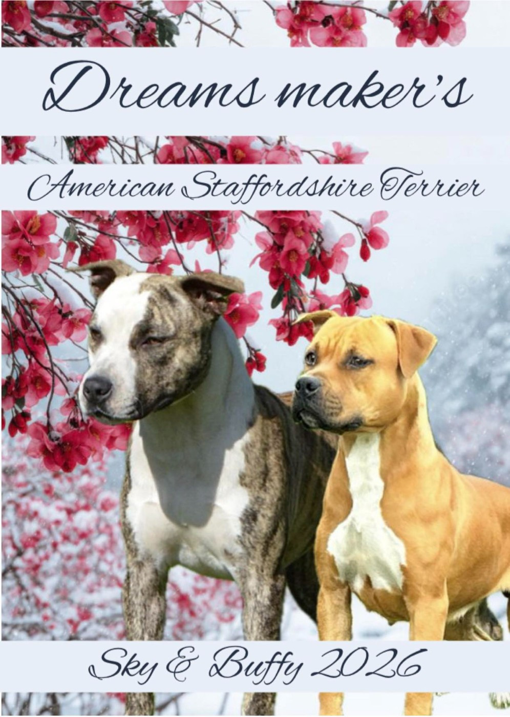 Dreams Maker's - American Staffordshire Terrier - Portée née le 06/03/2026