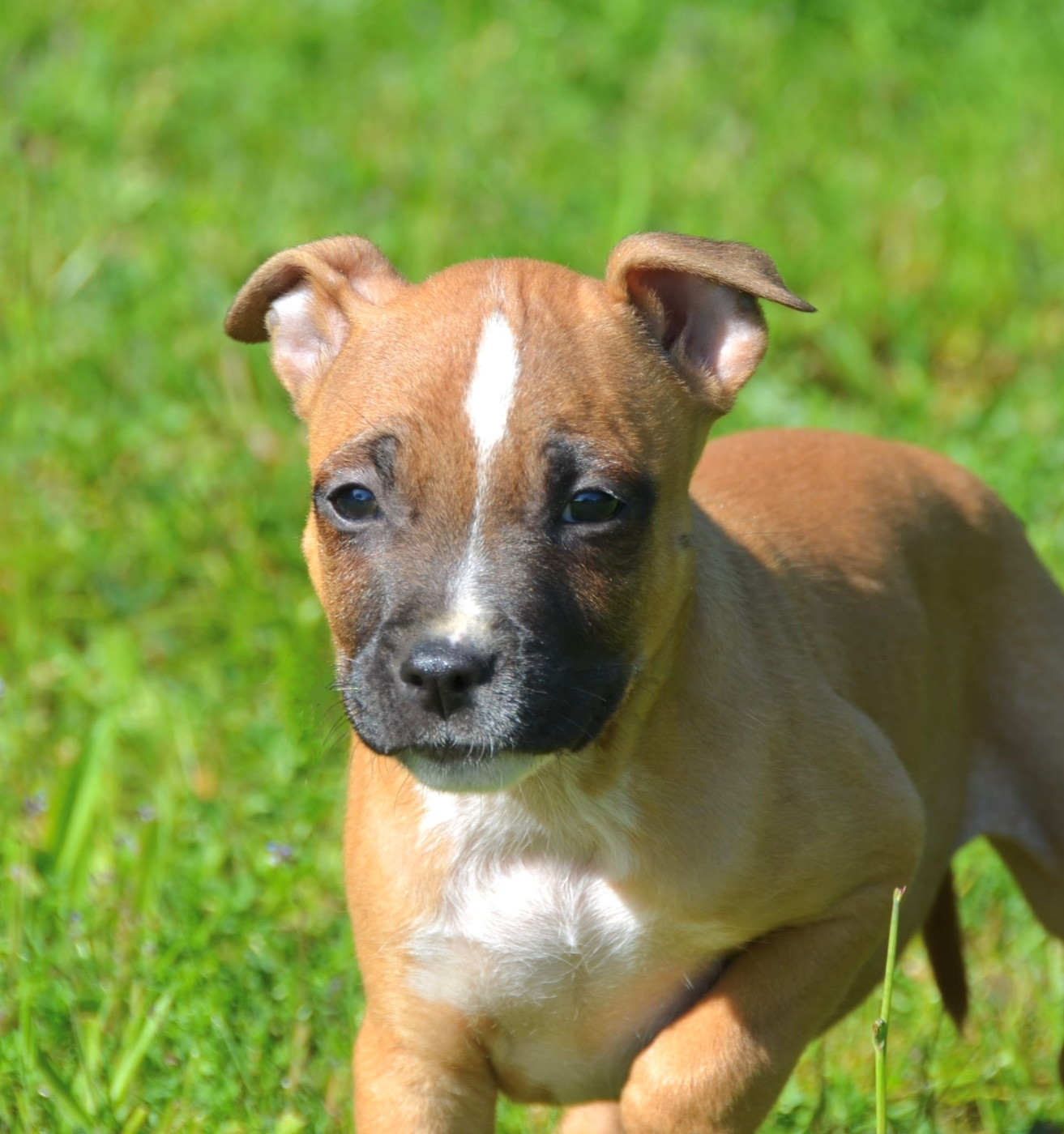 Dreams Maker's - Chiots disponibles - American Staffordshire Terrier