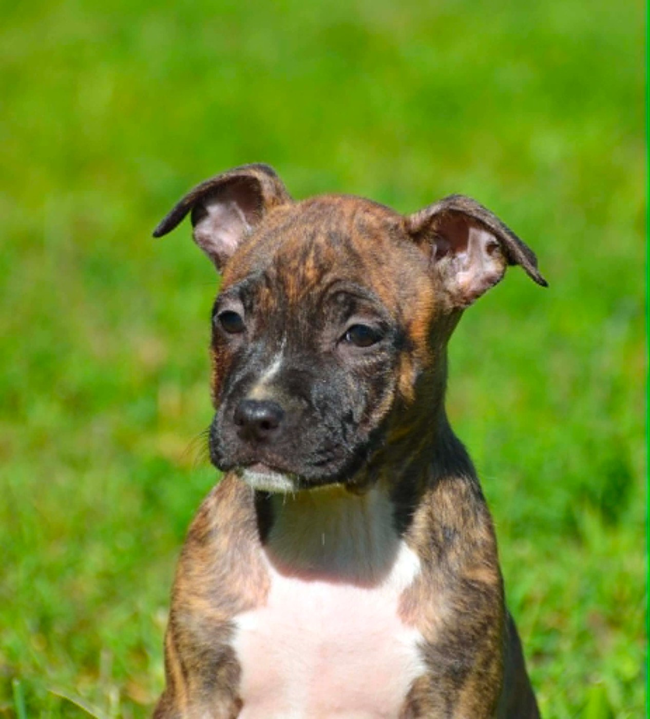 Dreams Maker's - Chiots disponibles - American Staffordshire Terrier