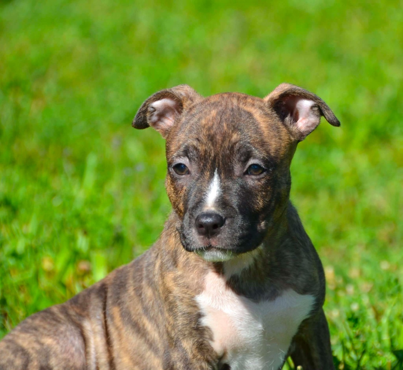 Dreams Maker's - Chiots disponibles - American Staffordshire Terrier