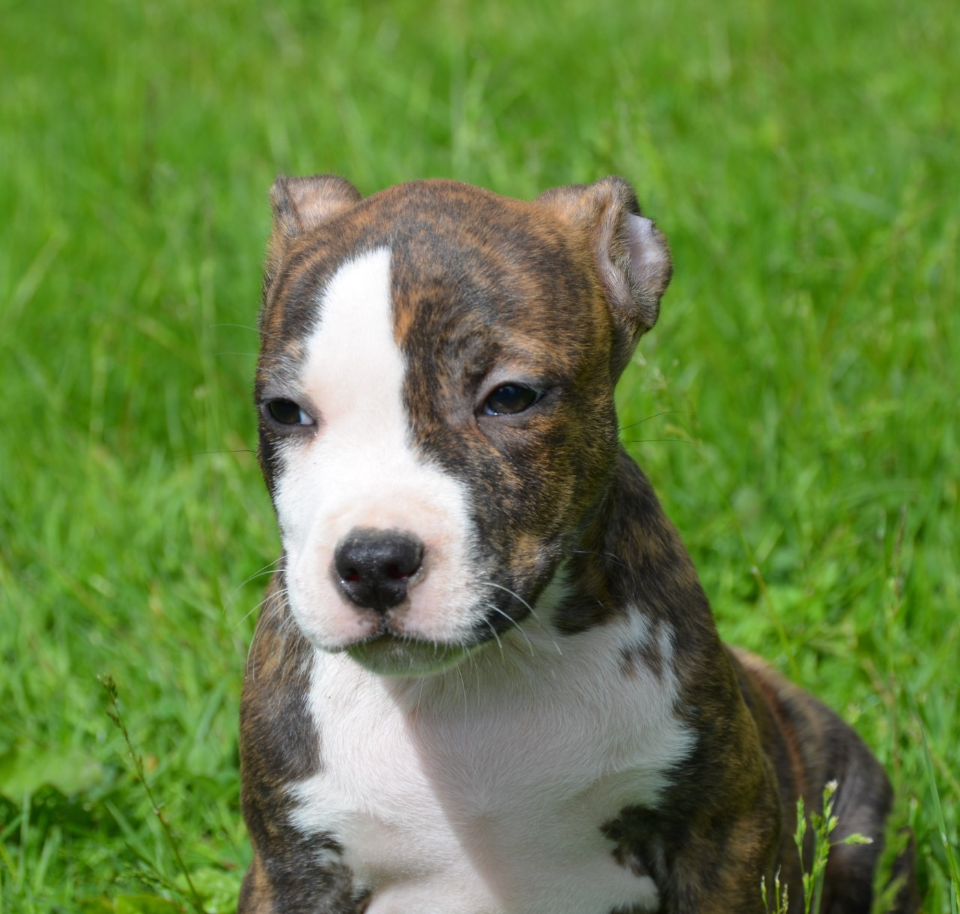 Dreams Maker's - Chiots disponibles - American Staffordshire Terrier