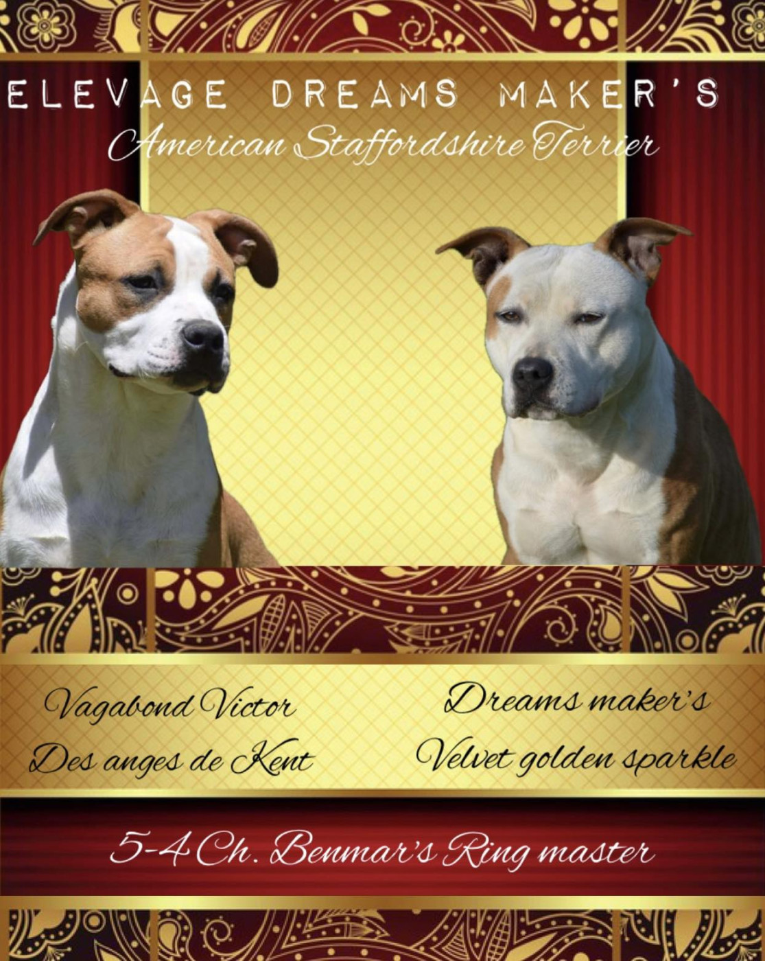 Chiot American Staffordshire Terrier Dreams Maker's