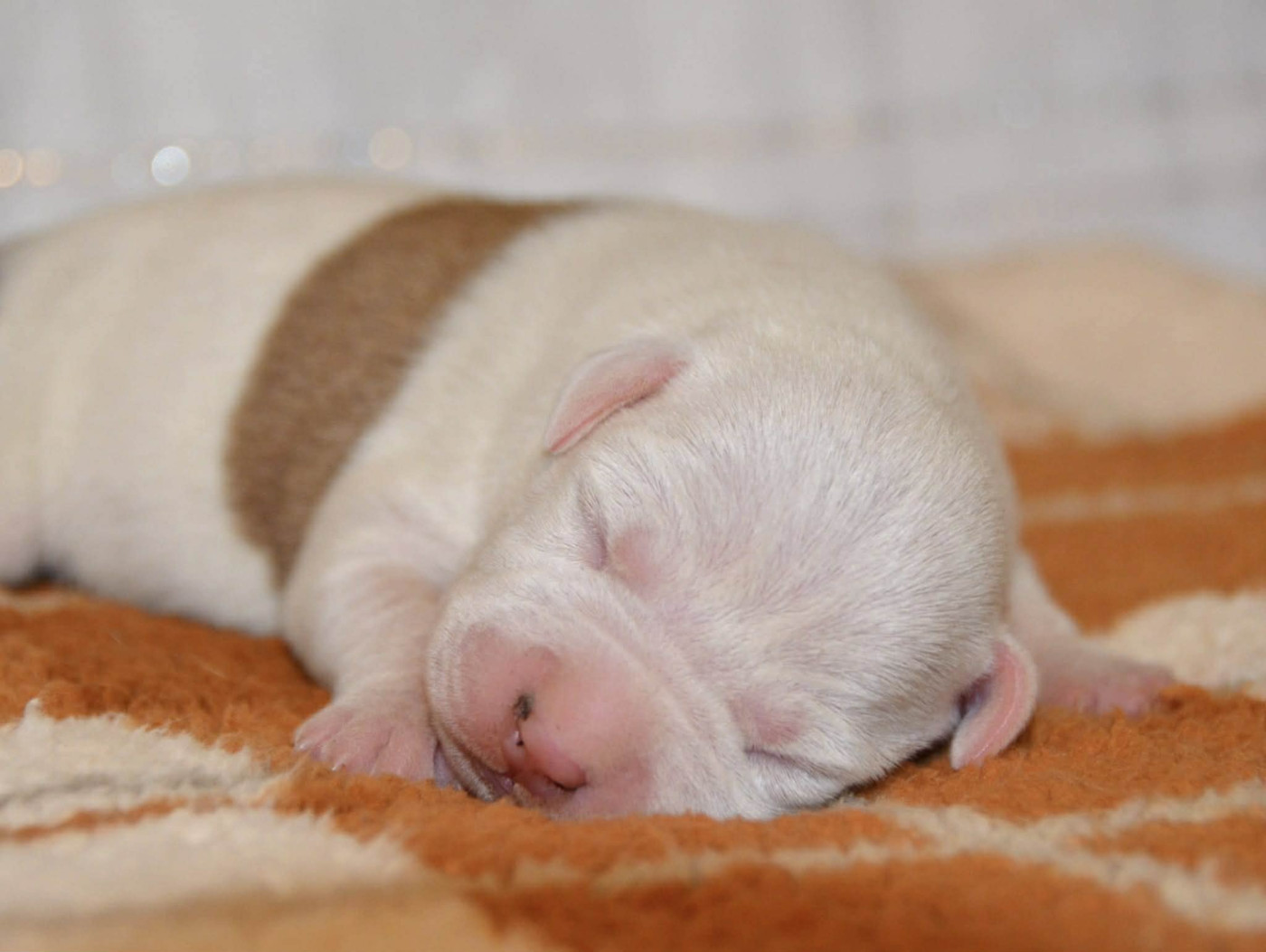 Dreams Maker's - Chiots disponibles - American Staffordshire Terrier