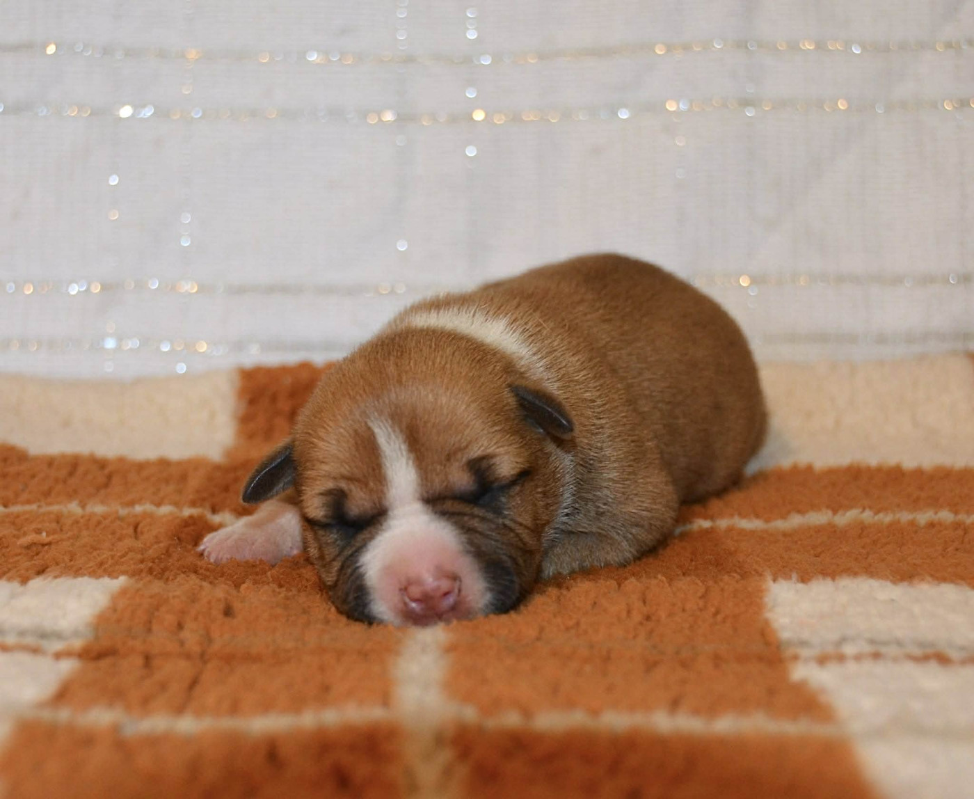 Dreams Maker's - Chiots disponibles - American Staffordshire Terrier