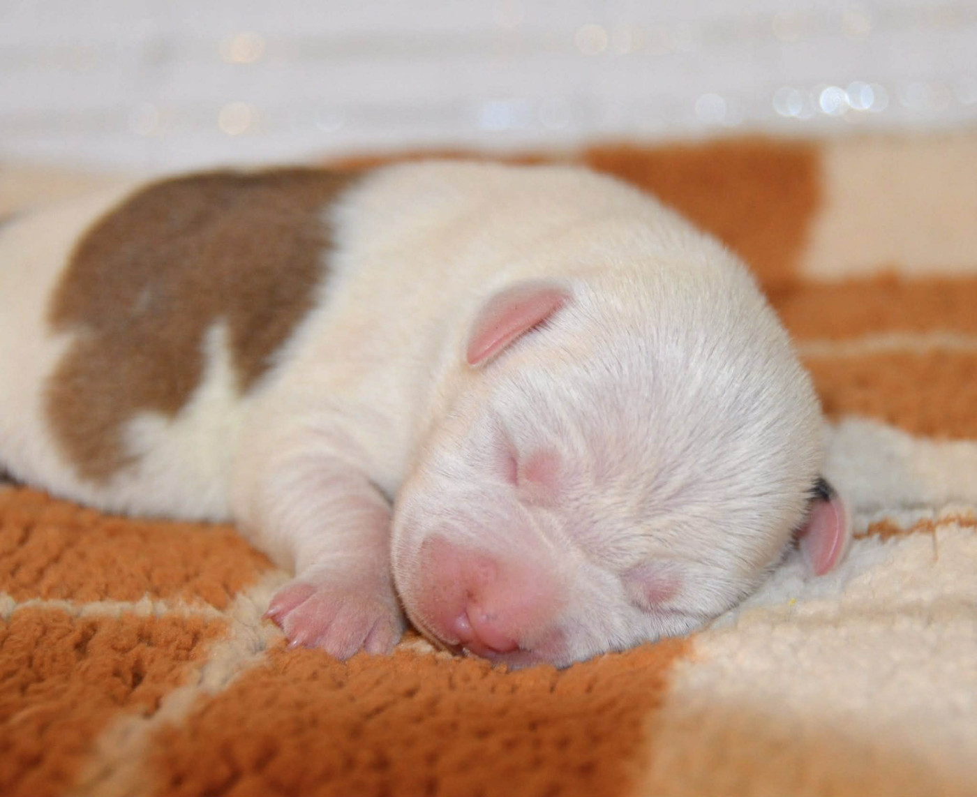 Dreams Maker's - Chiots disponibles - American Staffordshire Terrier