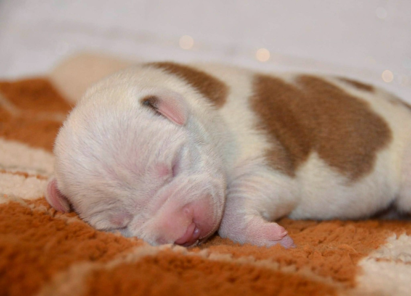 Dreams Maker's - Chiots disponibles - American Staffordshire Terrier