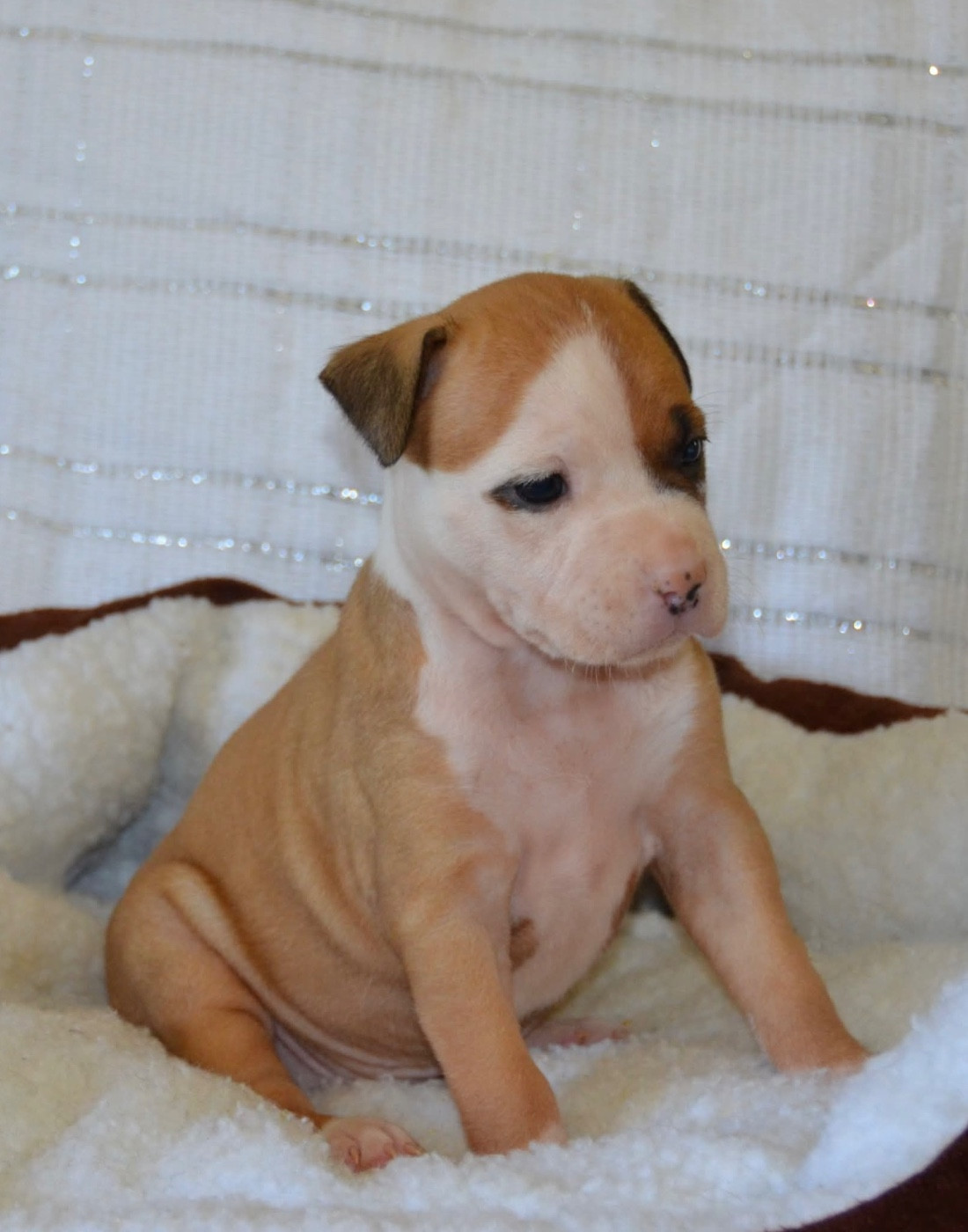Dreams Maker's - Chiots disponibles - American Staffordshire Terrier