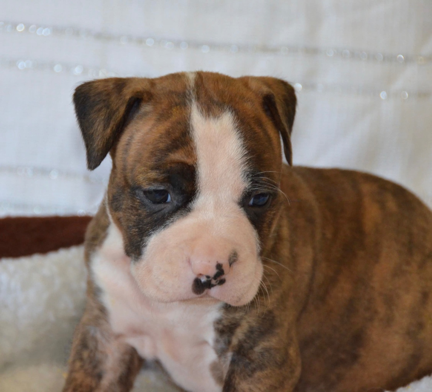Dreams Maker's - Chiots disponibles - American Staffordshire Terrier