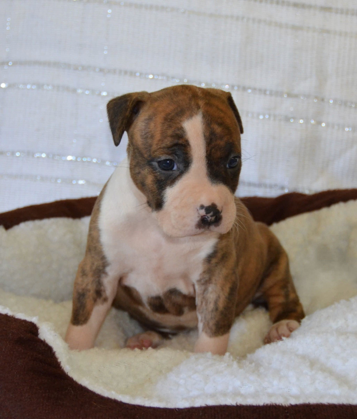Dreams Maker's - Chiots disponibles - American Staffordshire Terrier