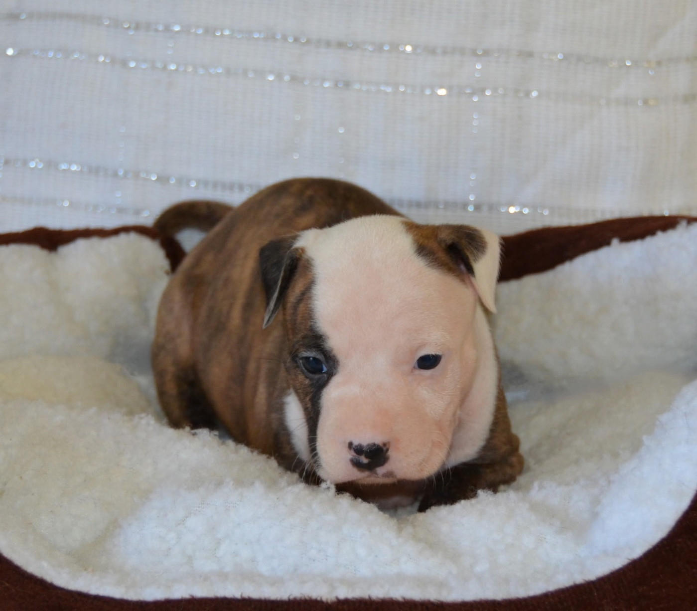 Dreams Maker's - Chiots disponibles - American Staffordshire Terrier