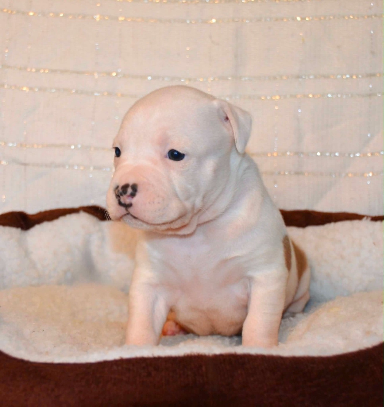Dreams Maker's - Chiots disponibles - American Staffordshire Terrier