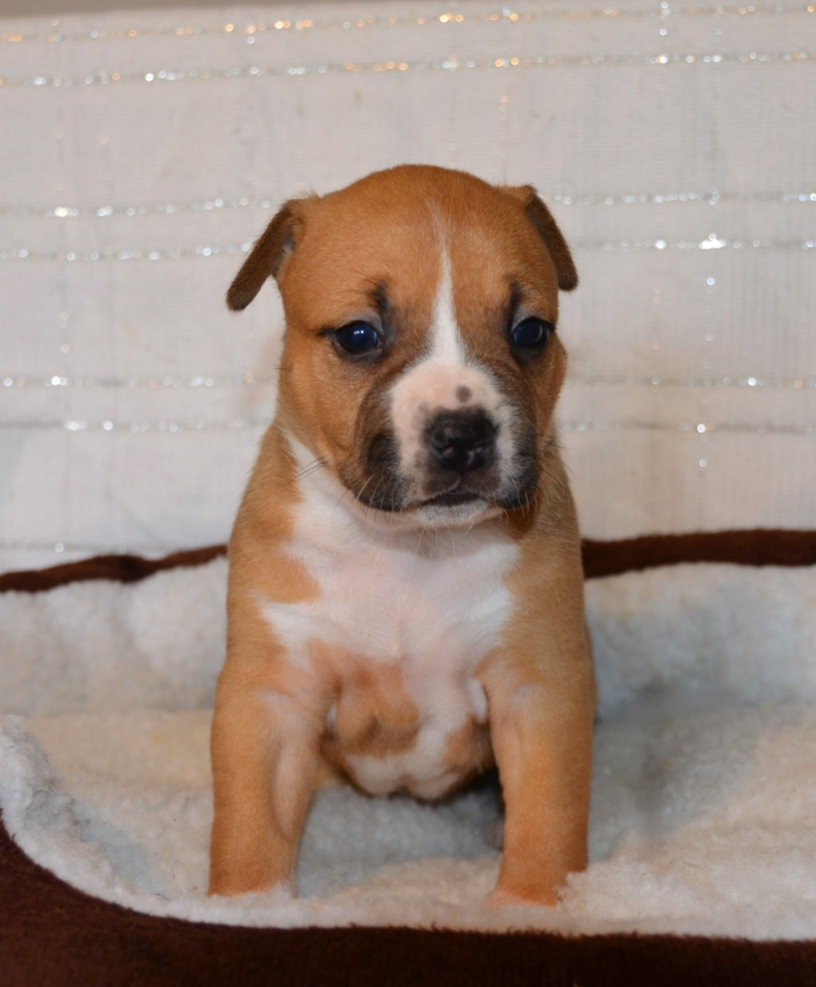 Dreams Maker's - Chiots disponibles - American Staffordshire Terrier