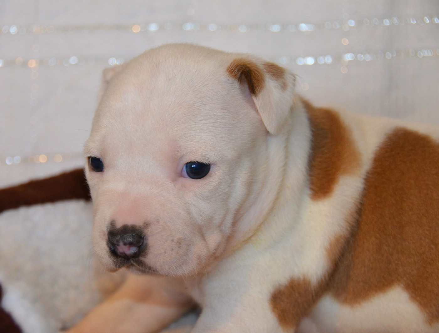 Dreams Maker's - Chiots disponibles - American Staffordshire Terrier