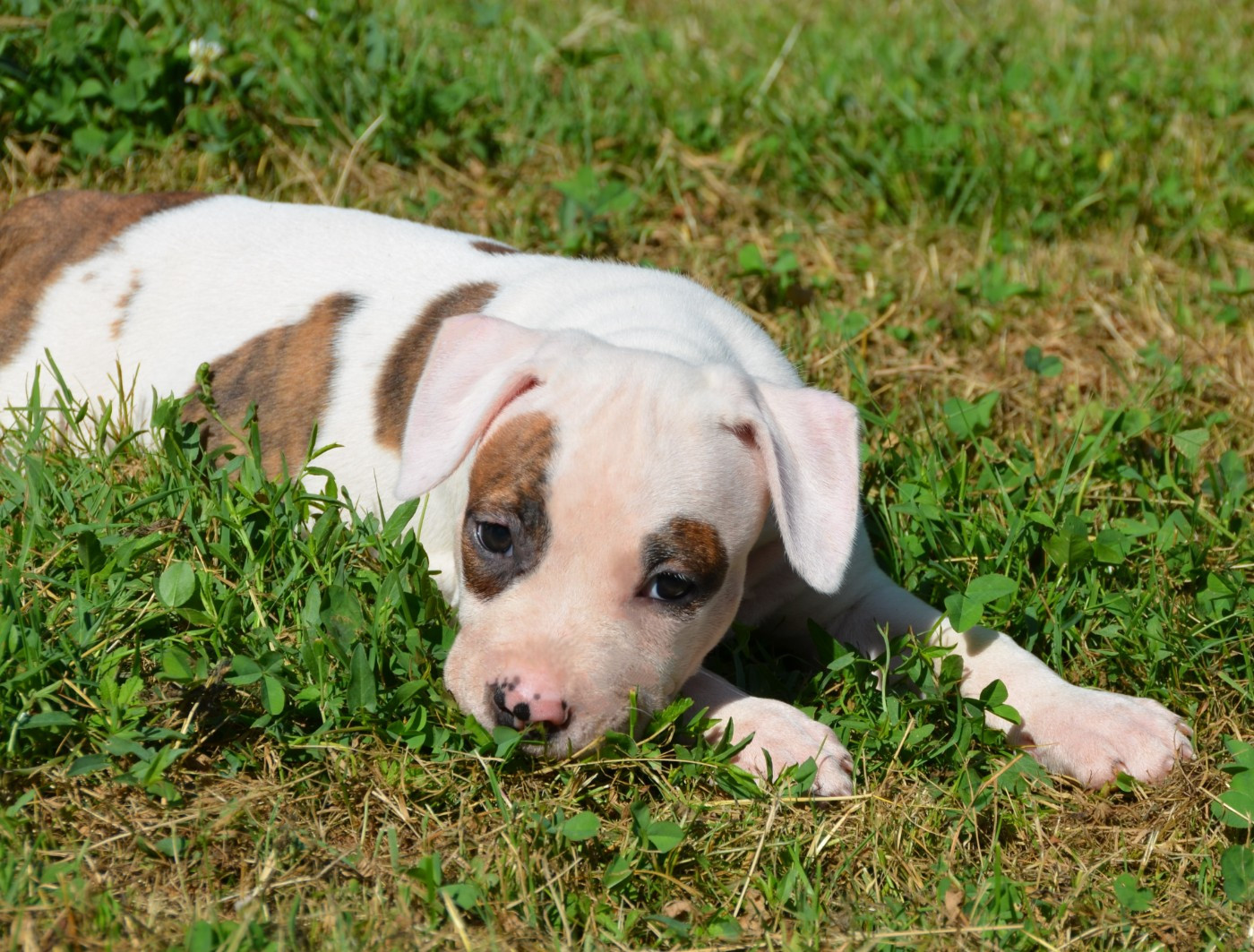 Dreams Maker's - Chiots disponibles - American Staffordshire Terrier