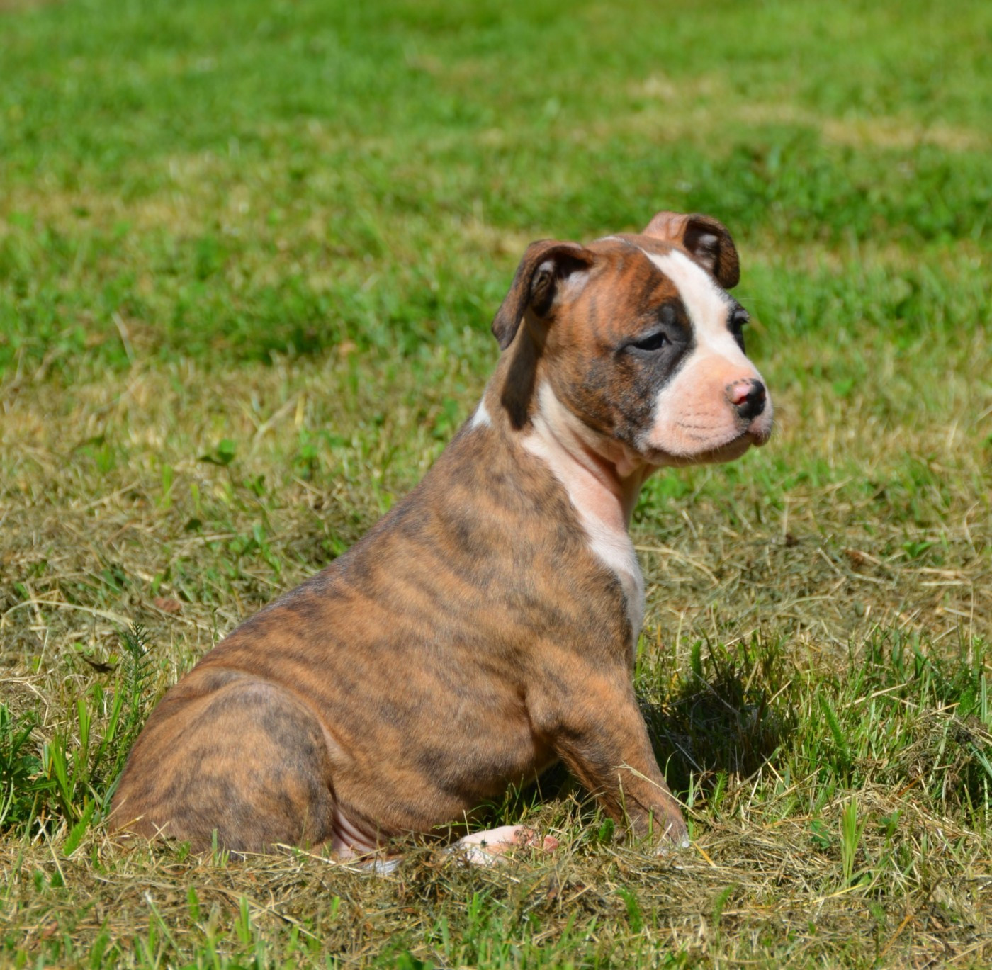 Dreams Maker's - Chiots disponibles - American Staffordshire Terrier