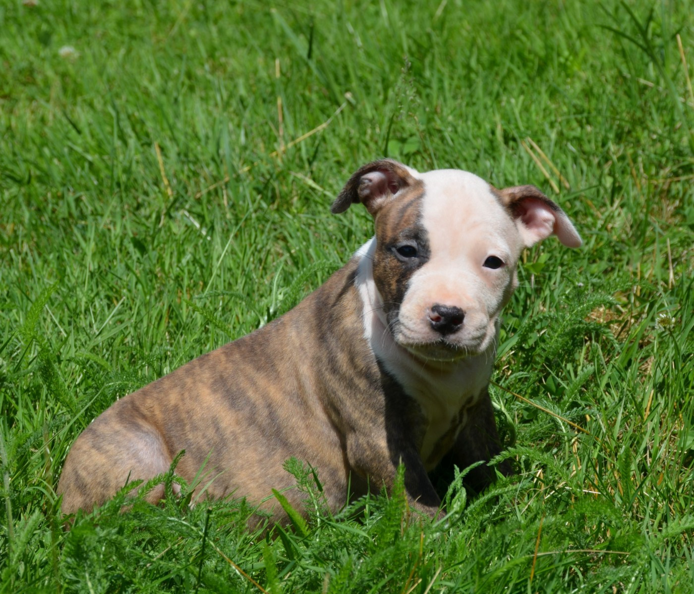Dreams Maker's - Chiots disponibles - American Staffordshire Terrier