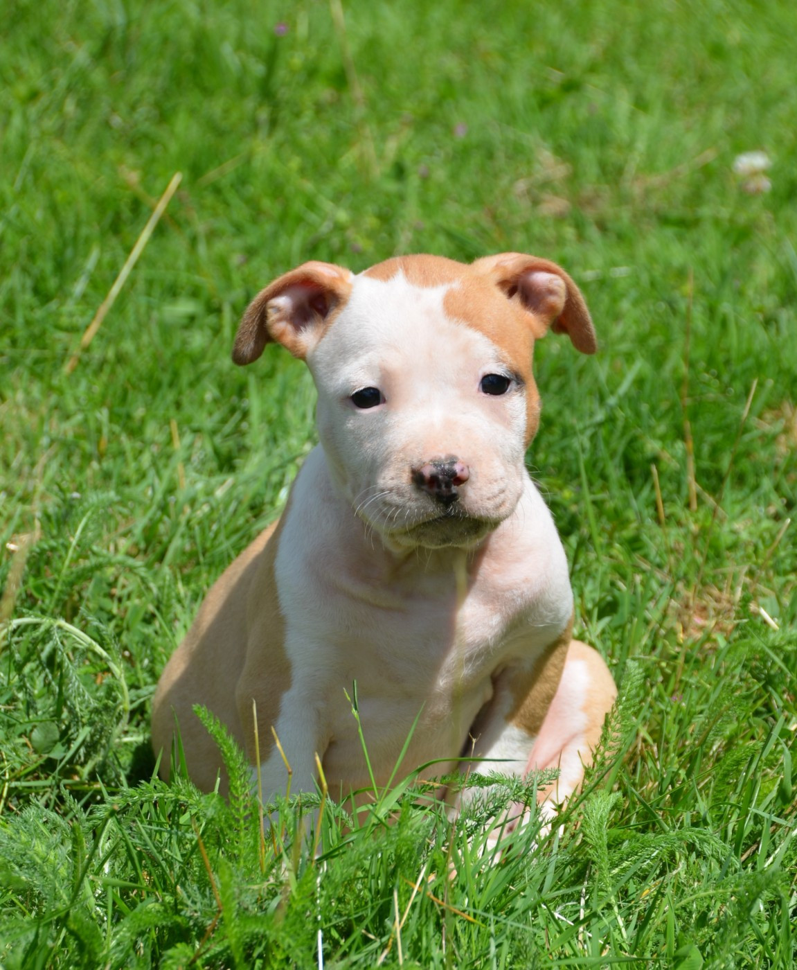 Dreams Maker's - Chiots disponibles - American Staffordshire Terrier