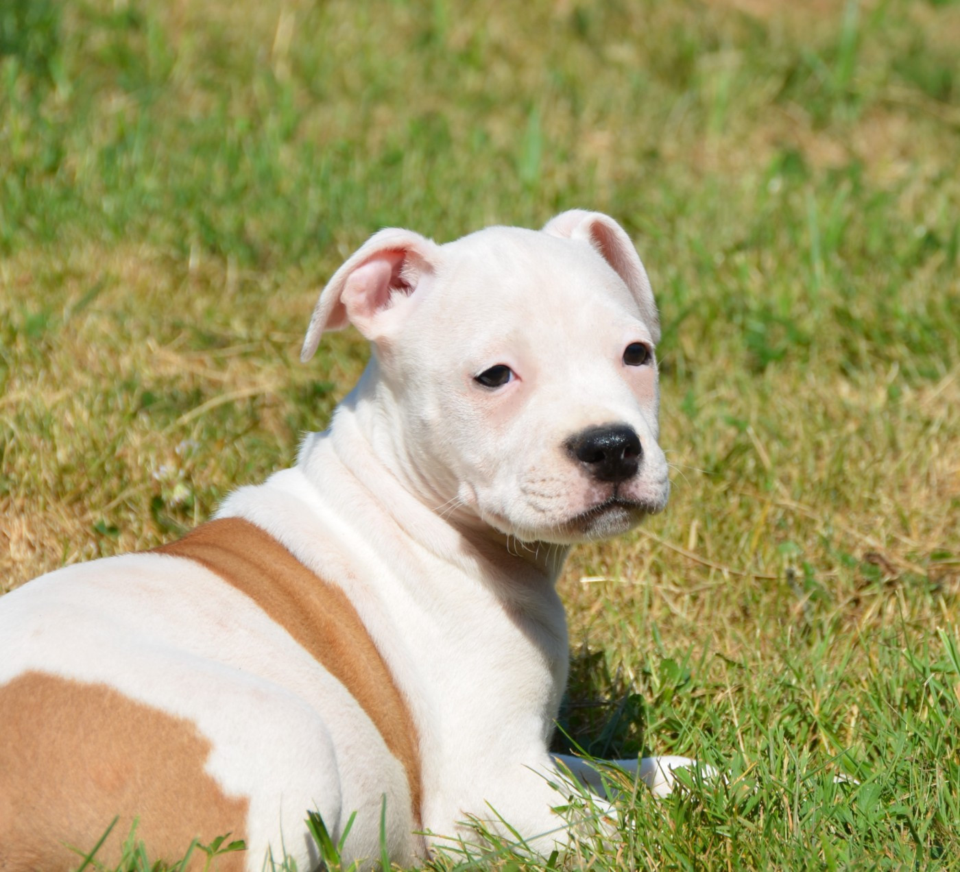 Dreams Maker's - Chiots disponibles - American Staffordshire Terrier