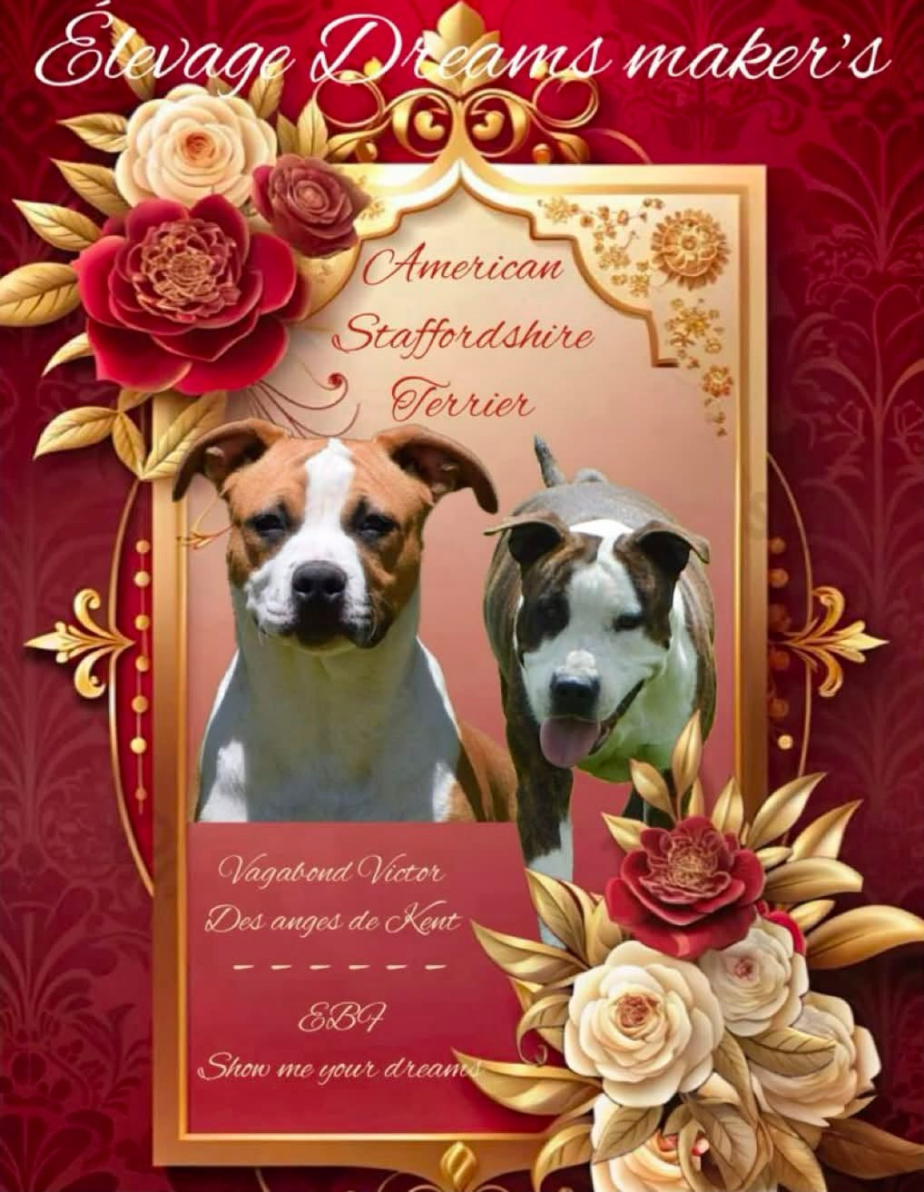 Chiot American Staffordshire Terrier Dreams Maker's