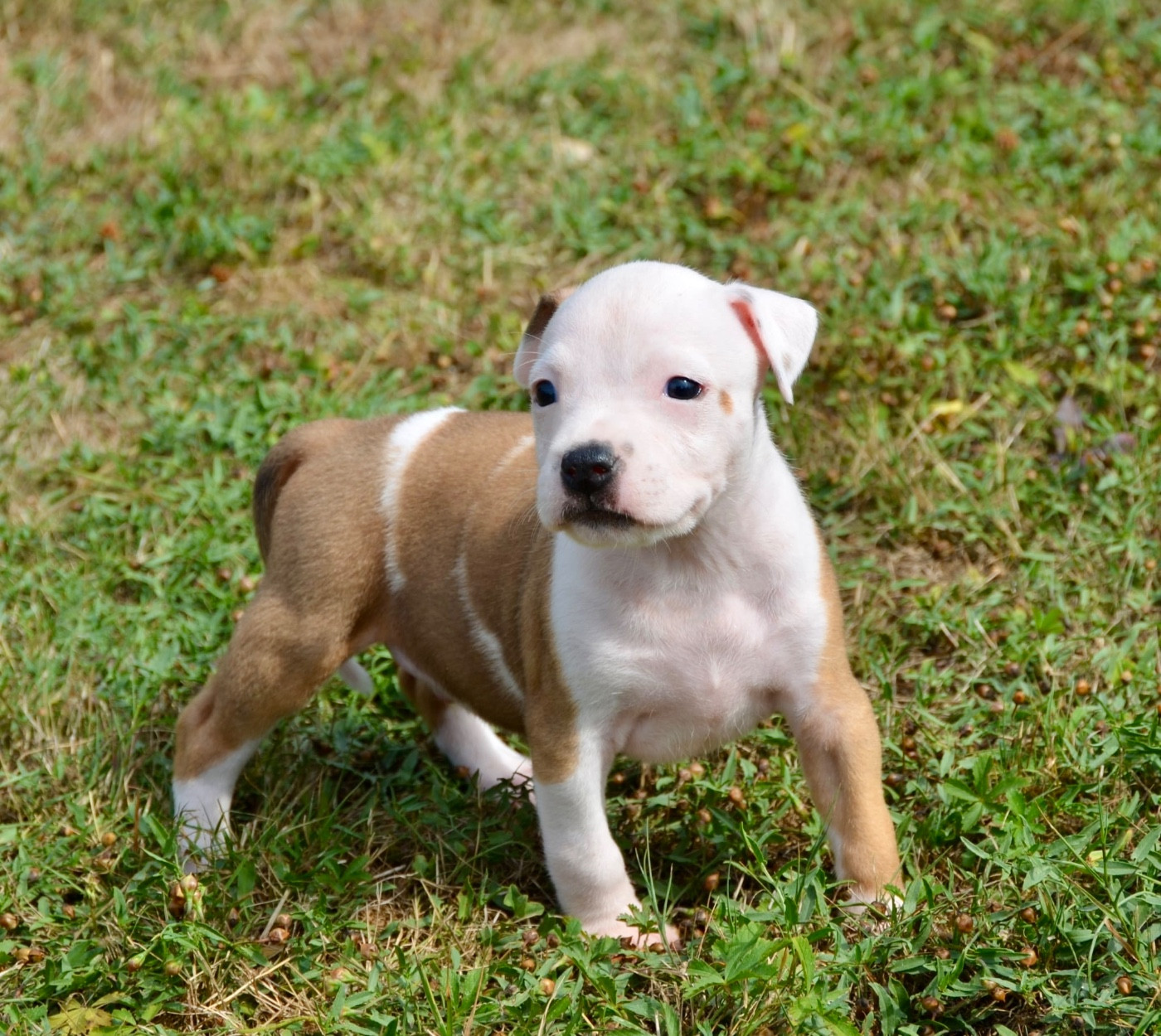 Dreams Maker's - Chiots disponibles - American Staffordshire Terrier