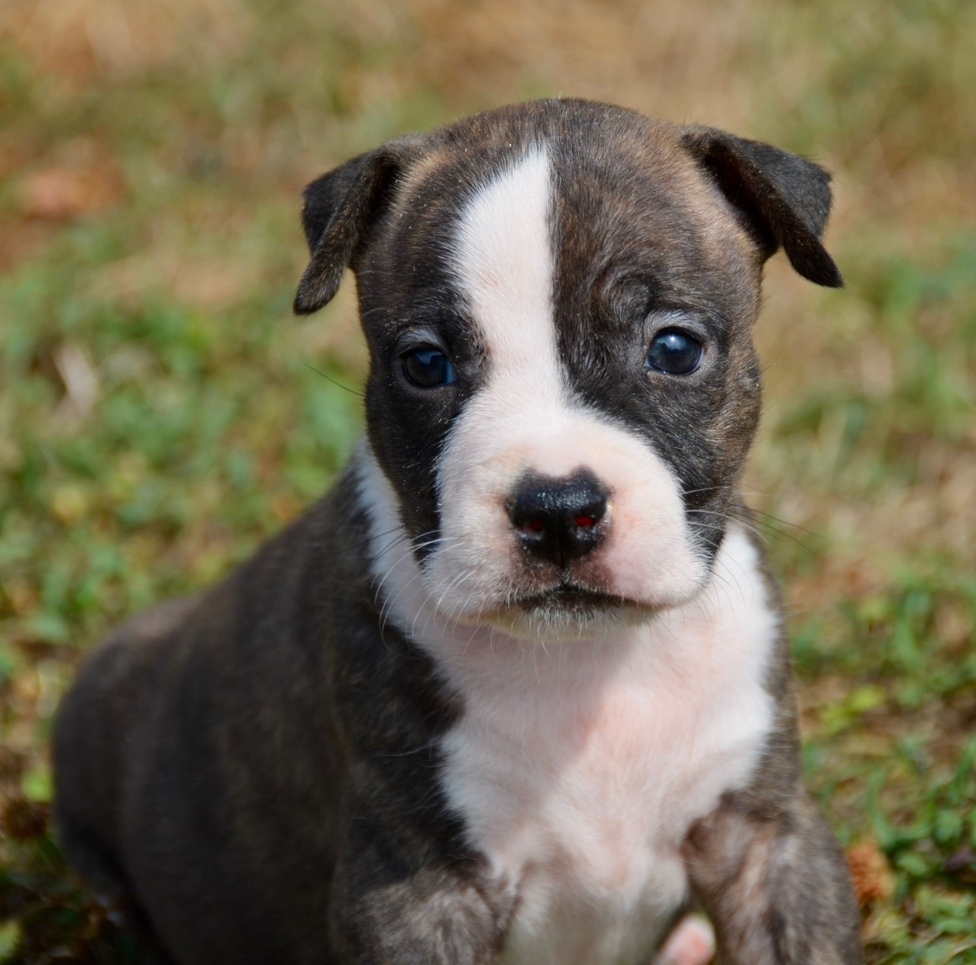 Dreams Maker's - Chiots disponibles - American Staffordshire Terrier