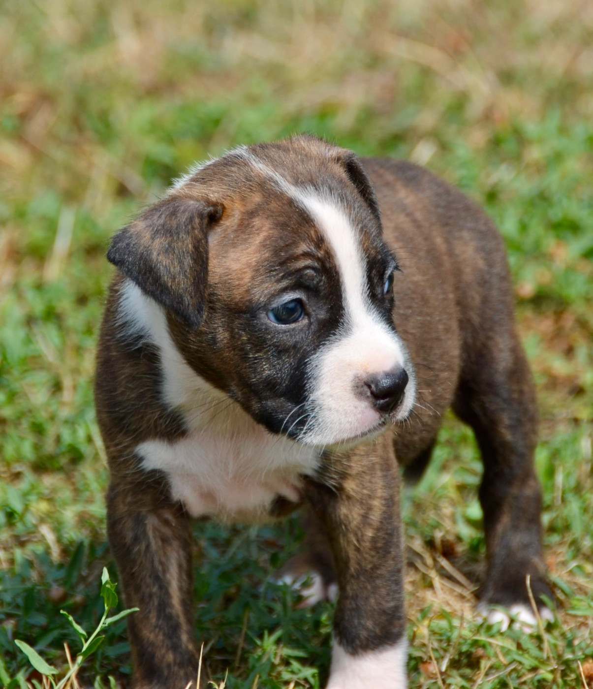Dreams Maker's - Chiots disponibles - American Staffordshire Terrier