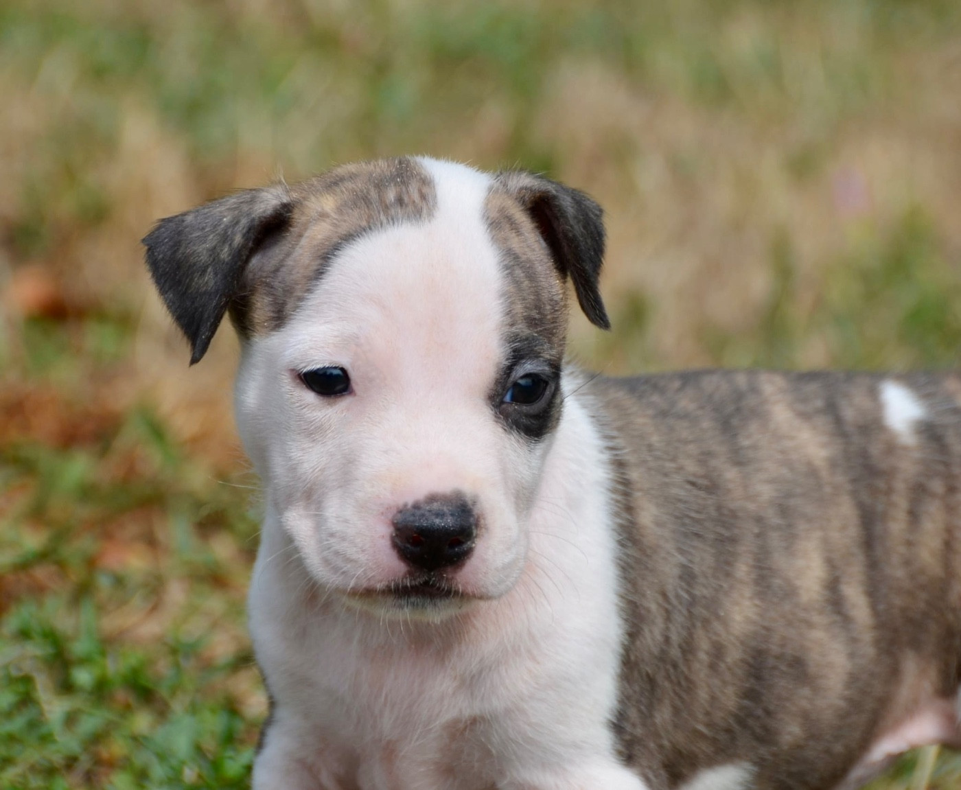Dreams Maker's - Chiots disponibles - American Staffordshire Terrier