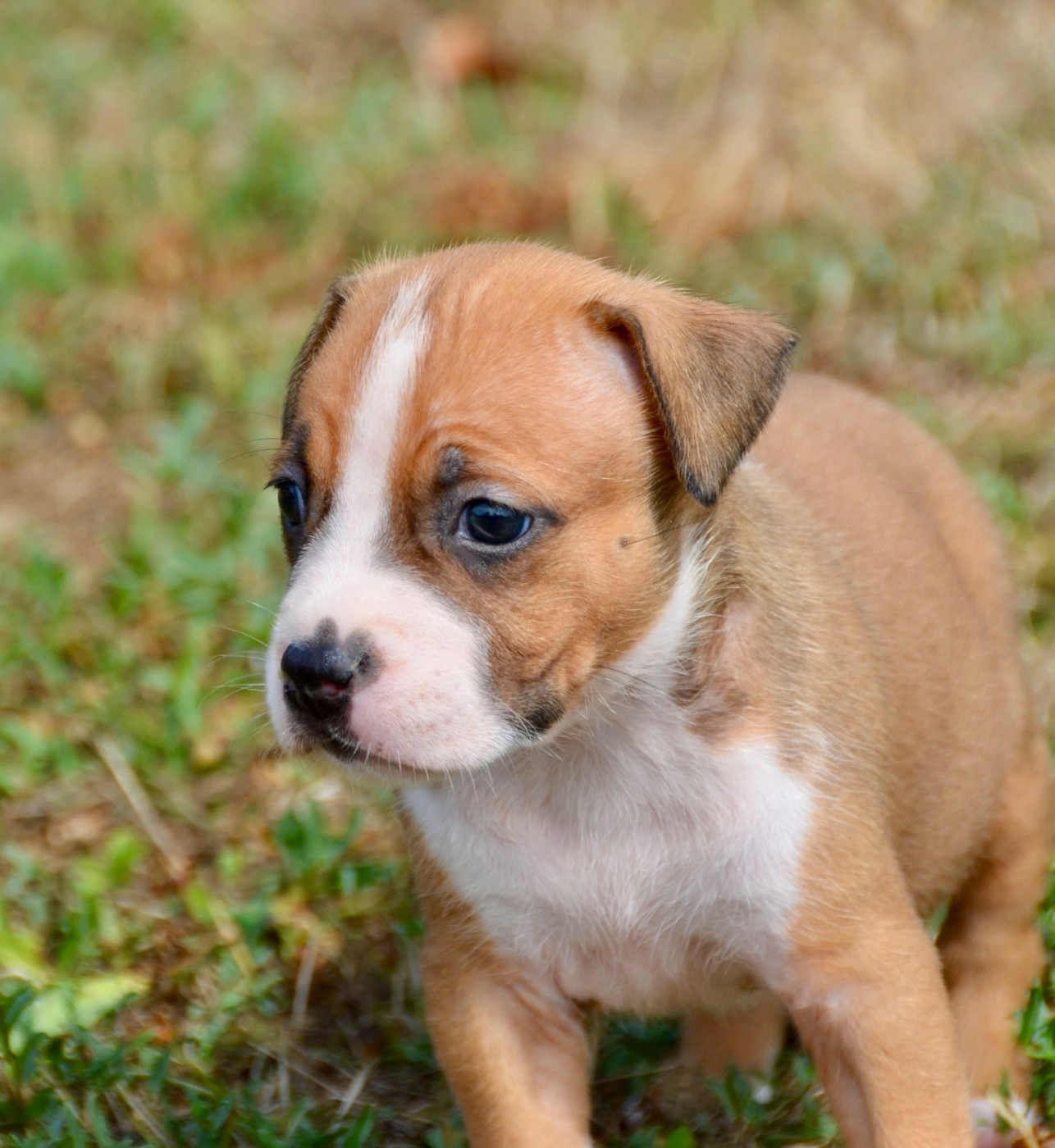 Dreams Maker's - Chiots disponibles - American Staffordshire Terrier