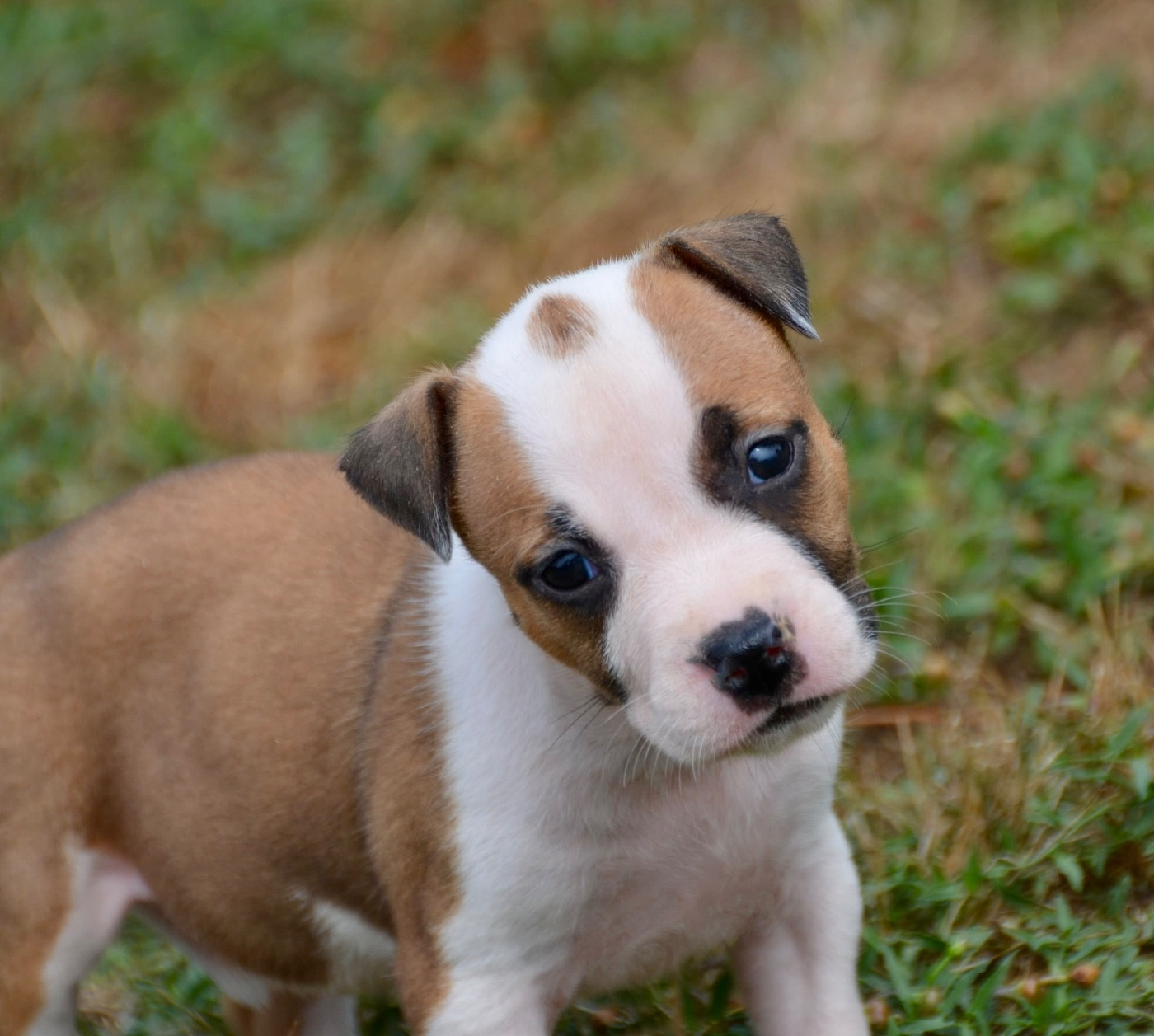 Dreams Maker's - Chiots disponibles - American Staffordshire Terrier