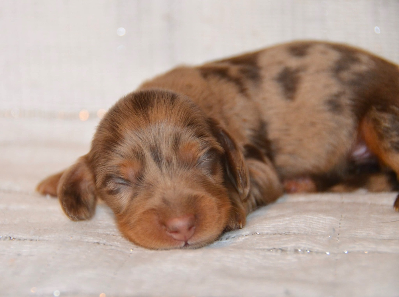Dreams Maker's - Chiots disponibles - Teckel poil long