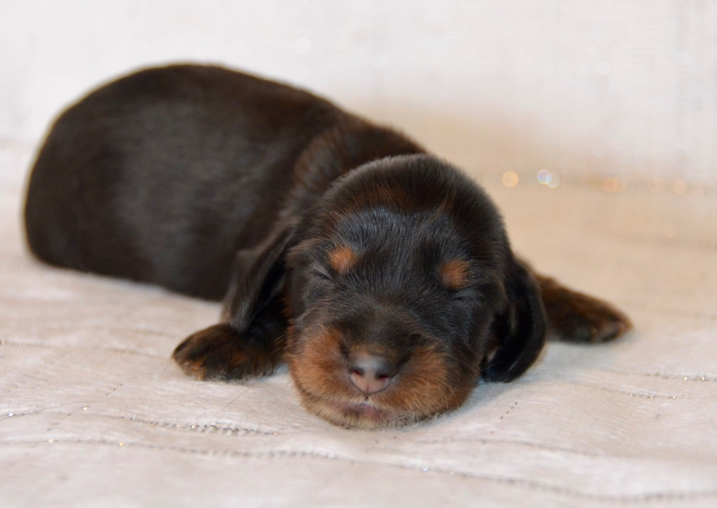 Dreams Maker's - Chiots disponibles - Teckel poil long