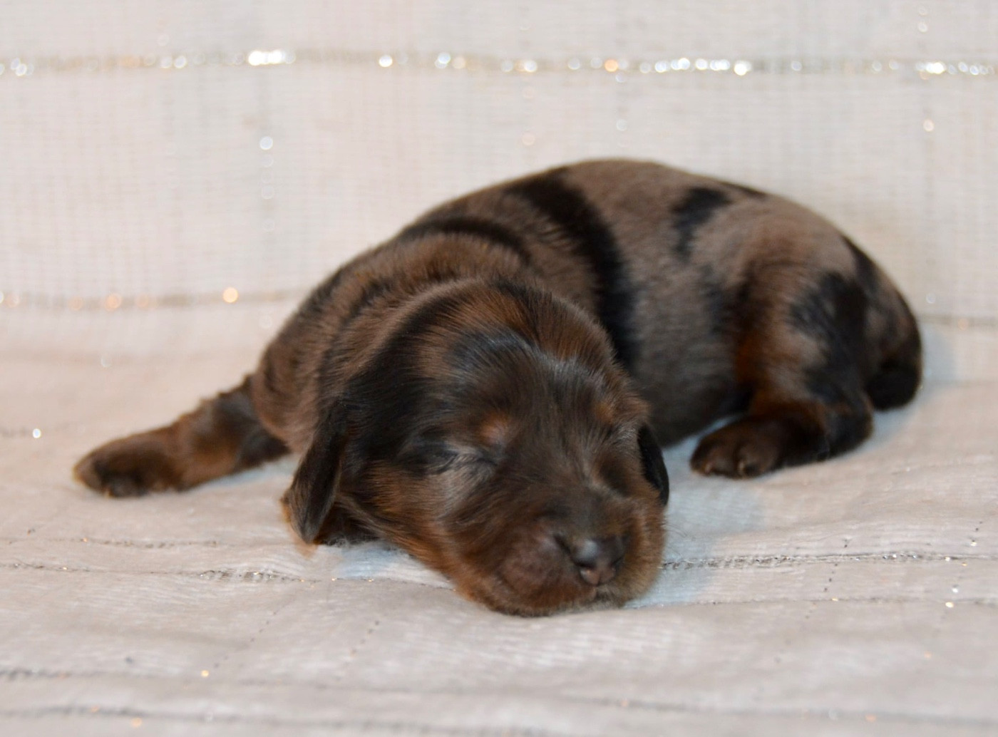 Dreams Maker's - Chiots disponibles - Teckel poil long