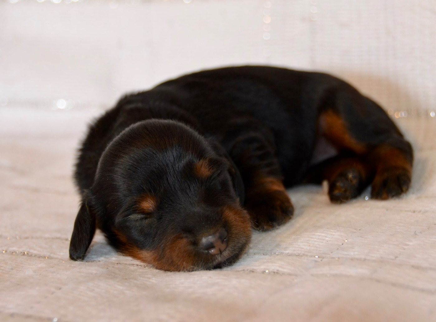 Dreams Maker's - Chiots disponibles - Teckel poil long