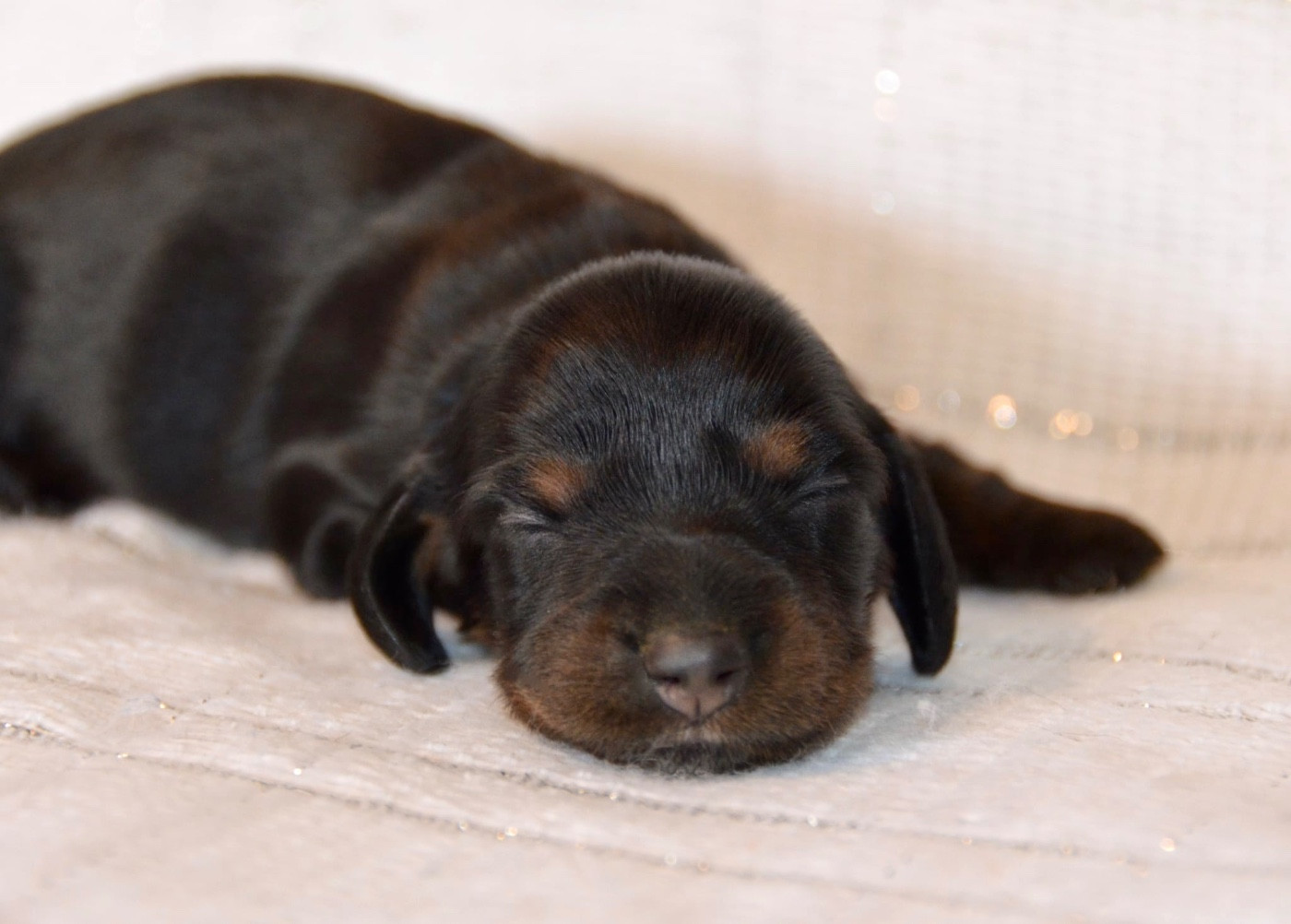Dreams Maker's - Chiots disponibles - Teckel poil long