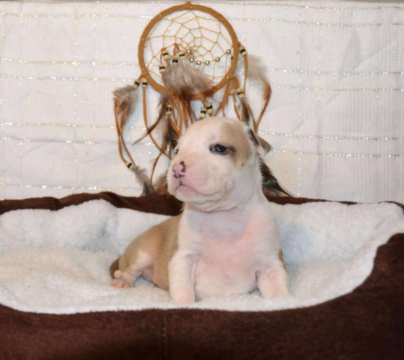 Dreams Maker's - Chiots disponibles - American Staffordshire Terrier
