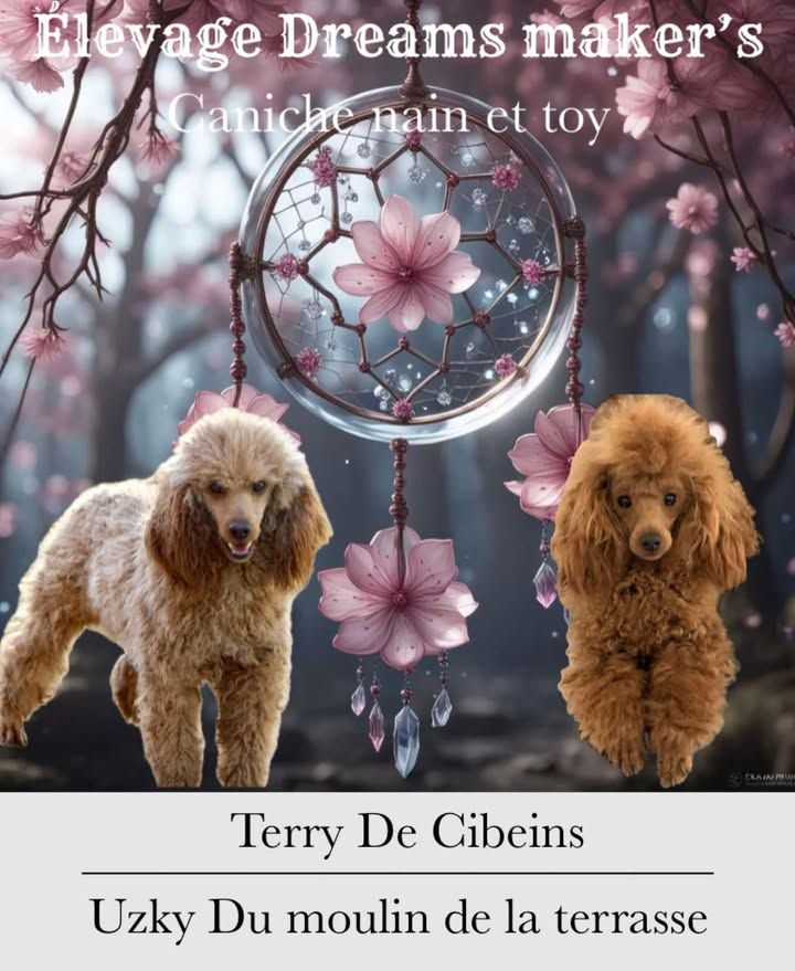 Chiot Caniche Dreams Maker's
