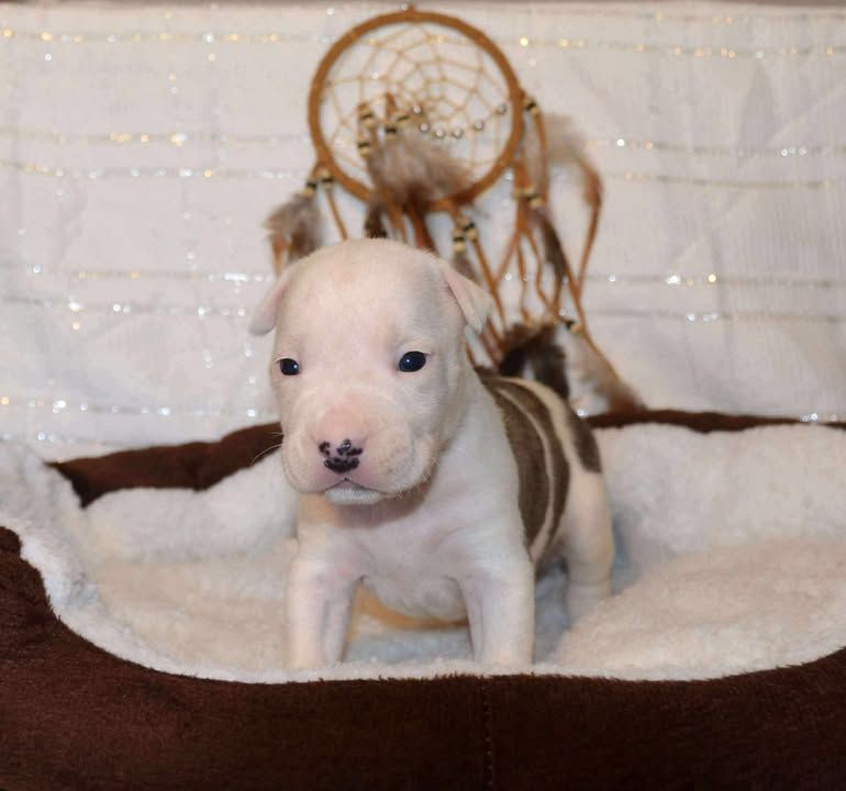 Dreams Maker's - Chiots disponibles - American Staffordshire Terrier